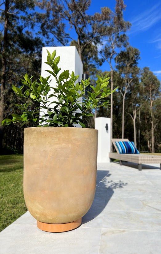 Terracotta pot with citrus plant on a poolside terrace