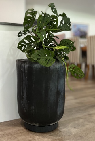 Omnia Plant Glider product detail